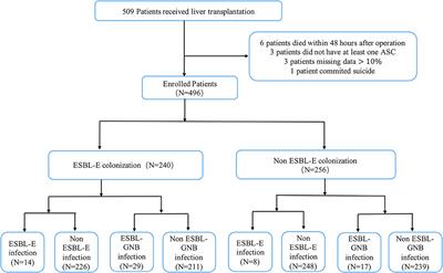 Colonization of extended-spectrum β-lactamase-producing Enterobacteriaceae does not affect subsequent infection and liver transplant outcomes: a retrospective observational cohort study